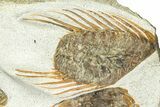 Plate Of Four Spiny Selenopeltis Trilobites #365713-1